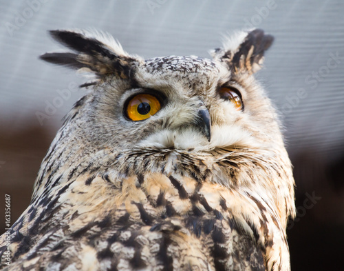 Portrait of an eagle owl at the zoo © schankz