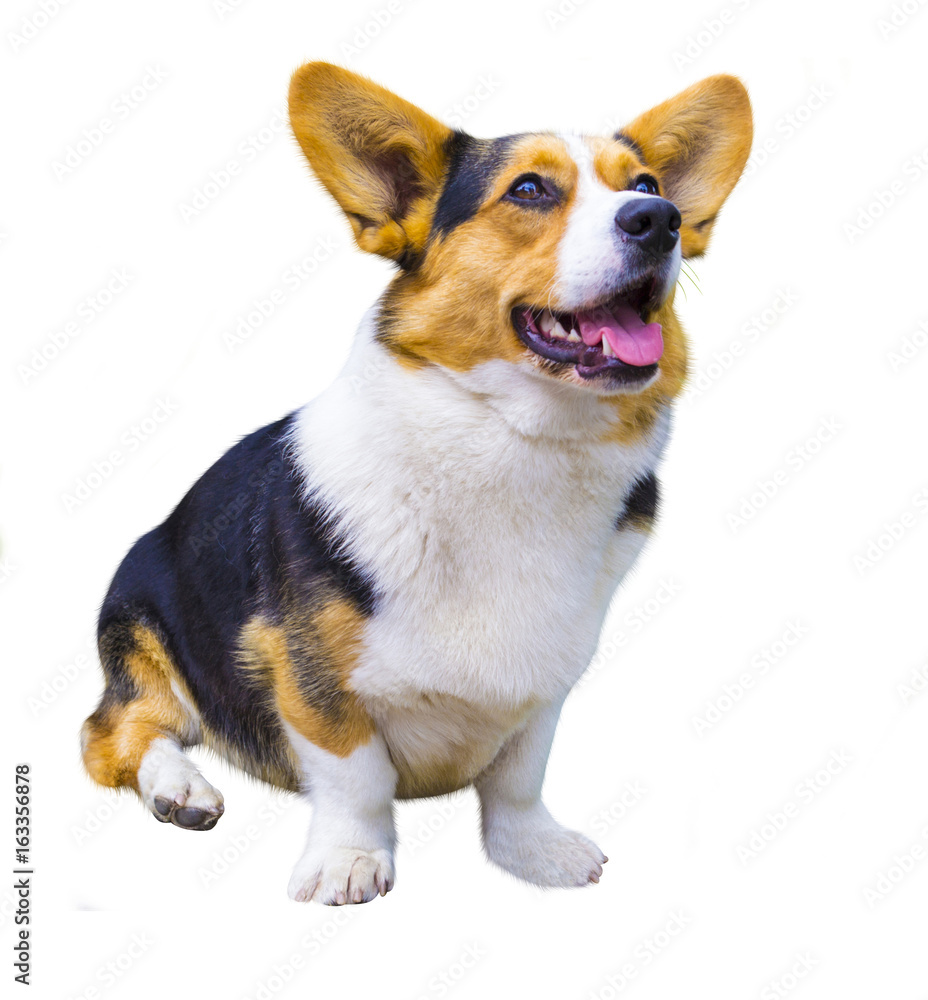 Corgi dog on white background. Pembroke Welsh Corg. Funny corgi pembroke in studio in front of a white background. Corgi dog isolated on white background Corgi dog on white background. Pembroke Welsh Corg. Funny corgi pembroke in studio in front of a white background. Corgi dog isolated on white background