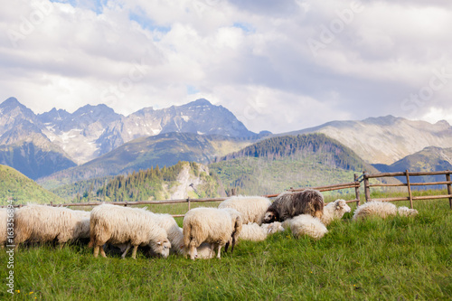 Fototapeta Naklejka Na Ścianę i Meble -  Beautiful Tatry Rusinowa Polana landscape