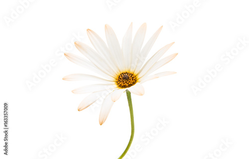 Cape daisies isolated