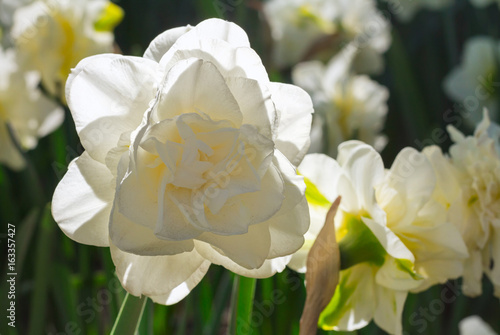 Fototapeta Naklejka Na Ścianę i Meble -  Close up of white double beautiful narcissus growing in the garden.