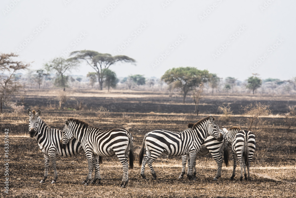 Serengeti, Tanzania