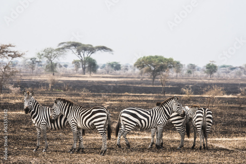 Serengeti  Tanzania