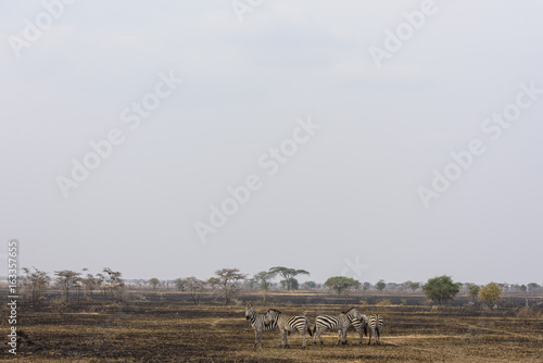 Fototapeta Naklejka Na Ścianę i Meble -  Serengeti, Tanzania