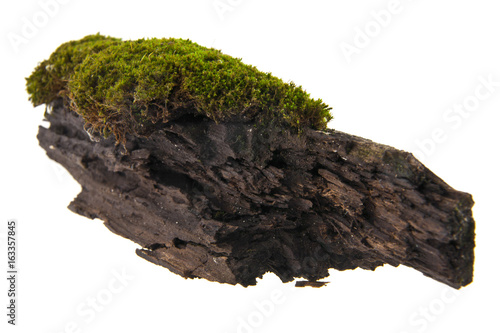 Moss on old board isolated on white background