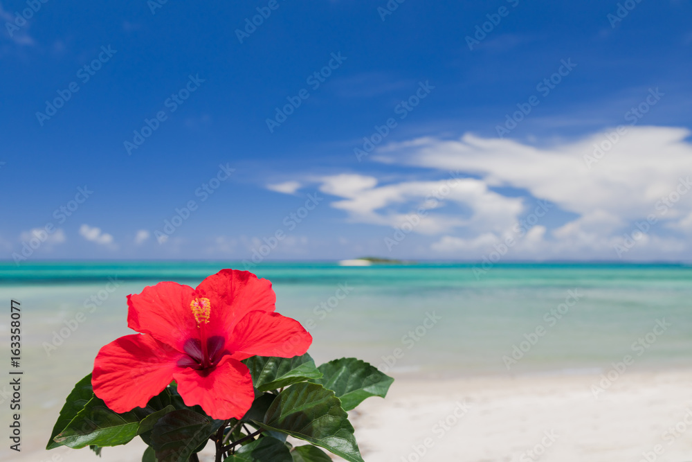 青い海とハイビスカスの花 沖縄イメージ Stock 写真 Adobe Stock