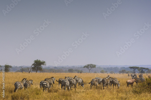 Serengeti  Tanzania