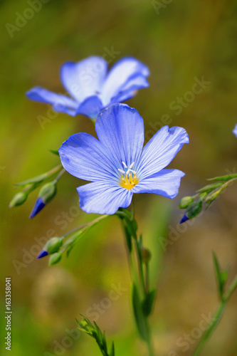 Blaue Lein Blüten (Linum)