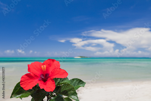 青い海とハイビスカスの花 沖縄イメージ Stock 写真 Adobe Stock 青い海とハイビスカスの花 沖縄イメージ Stock 写真 Adobe Stock
