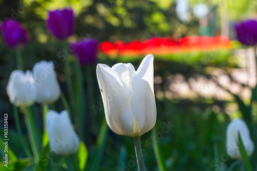 Close up of white single beautiful tulip growing in the garden