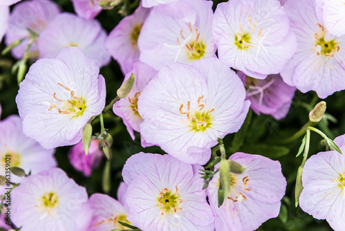 Macro closeup of pink evening primrose flowers in garden