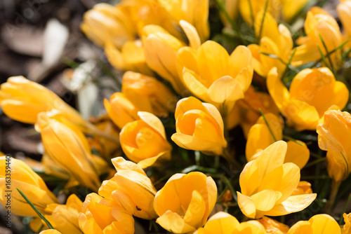 Spring blooms © Nicola Simeoni