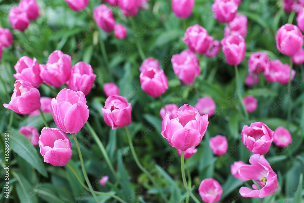 Pink tulips background