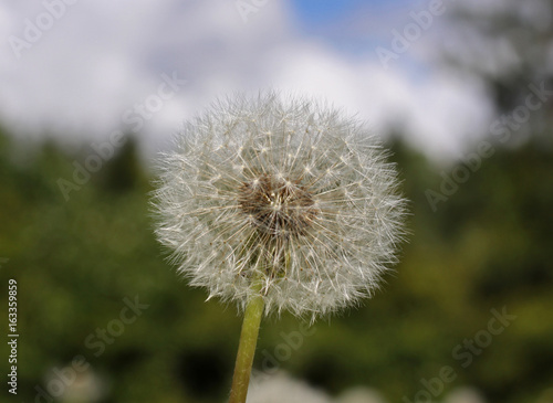 White fluffy dandelion