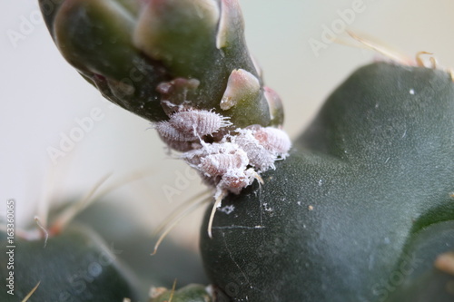 Mealybugs (Pseudococcidae) on cactus close up.