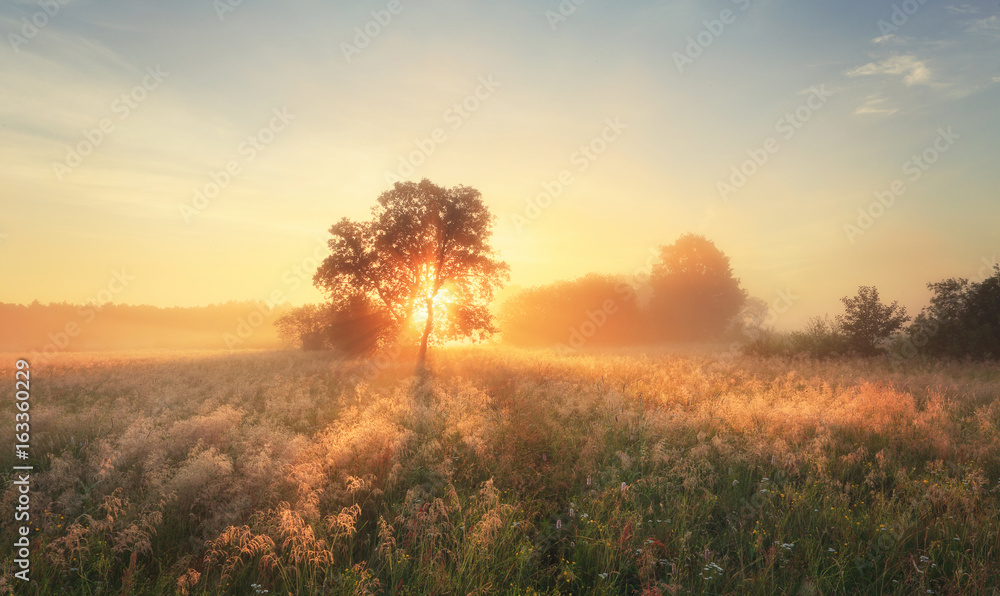 Colorful autumn sunrise on meadow - obrazy, fototapety, plakaty 