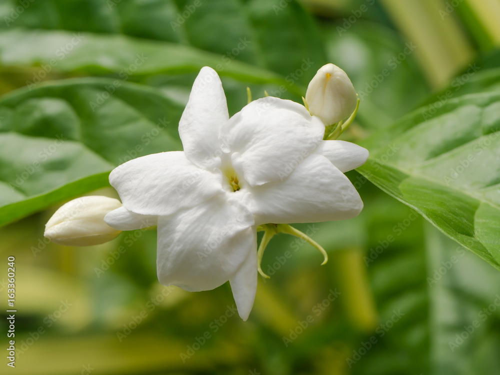 Fototapeta premium Jasmin flower in the garden.