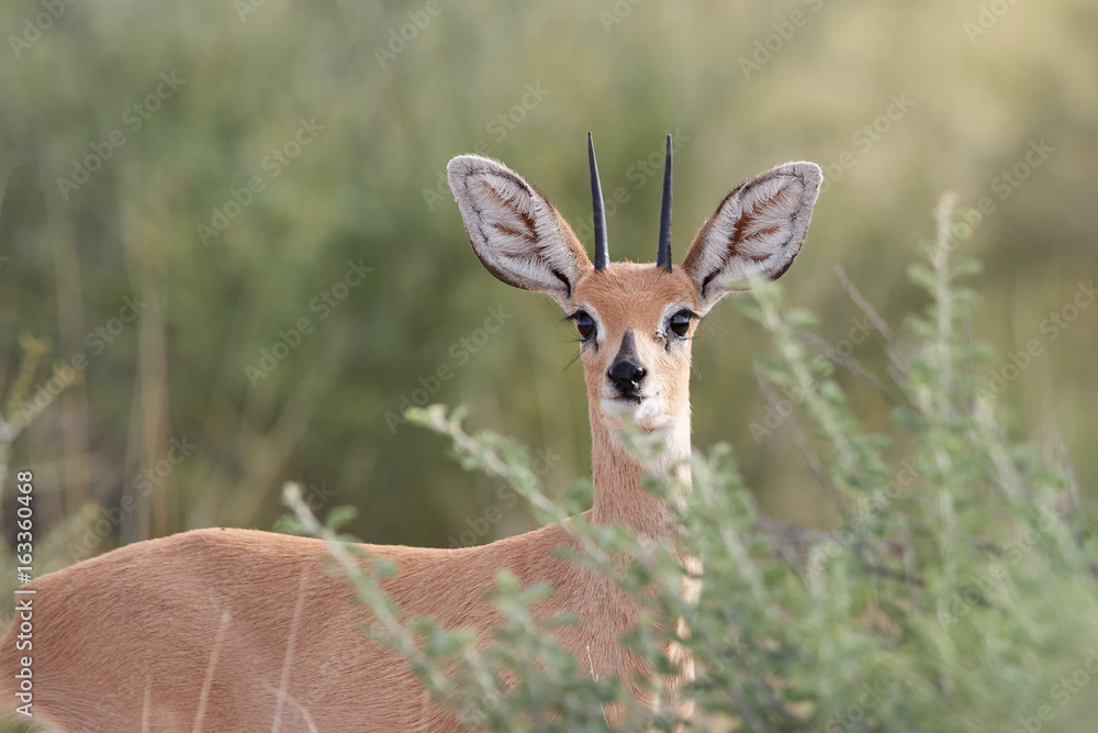 Portrait of Steenbok, Raphicerus campestris, wild animal in Kalahari, behind bushes. Small antelope on red sand of Kgalagadi. Steenbok on red dune. Kgalagadi transfrontier park, South Africa. Portrait of Steenbok, Raphicerus campestris, wild animal in Kalahari, behind bushes. Small antelope on red sand of Kgalagadi. Steenbok on red dune. Kgalagadi transfrontier park, South Africa.