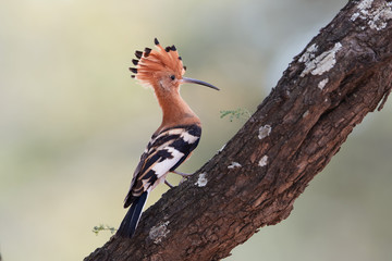 Close up, beautiful bird, African Hoopoe, Upupa epops africana, on tree trunk with erected crest against blurred background. Isolated African Hoopoe in the savanna. Kgalagadi, South Africa.