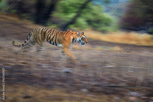 Artistic photo of Bengal tiger  Panthera tigris expressing movement by camera panning techniques. Motion blur of tiger in Ranthambore national park  India. Vibrant photo of wild tiger in wilderness.