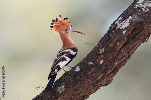 Фотография Close up, beautiful bird, African Hoopoe, Upupa epops africana, on tree trunk with erected crest against blurred background