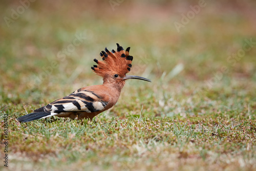 Close up, beautiful bird, African Hoopoe, Upupa epops africana on the ground with erected crest, looking for worms. African Hoopoe on the savanna. low angle view, Pilanesberg, South Africa