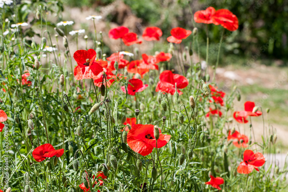 Naklejka premium Blooming poppies in summer field as background