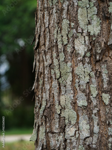 the bark of Broad Leaf Mahogany