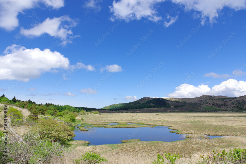 Fototapeta premium 八島湿原