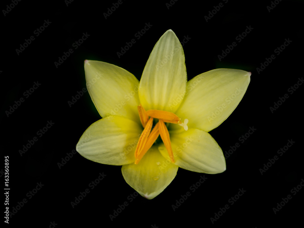 Naklejka premium Beautiful rain lily flower.