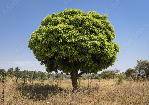 Mango Tree