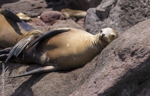 Φωτογραφία Sea Lions Isla Espiritu Santo, Sea Of Cortes, La Paz Baja California Sur