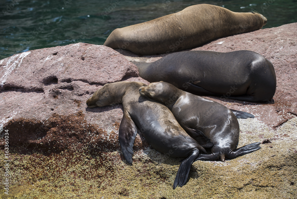 Sea Lions Isla Espiritu Santo, Sea Of Cortes, La Paz Baja California Sur. Mexico Sea Lions Isla Espiritu Santo, Sea Of Cortes, La Paz Baja California Sur. Mexico