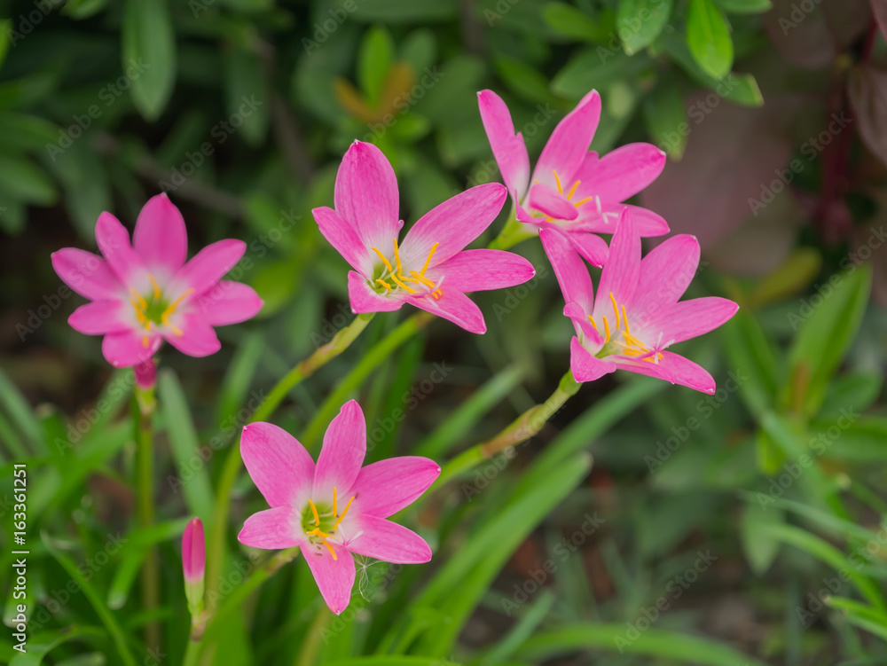 Beautiful rain lily flower.