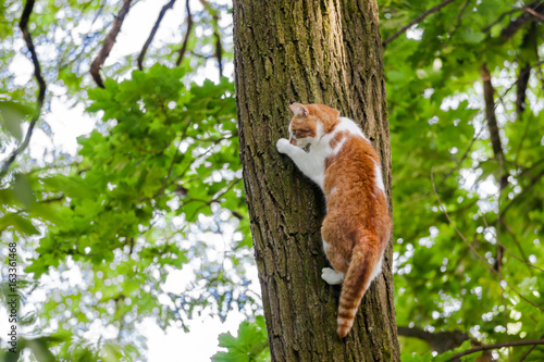Katze klettert einen Baum hoch