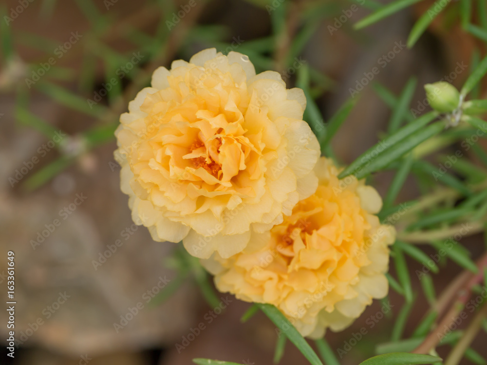 Portulaca flower in the garden. Portulaca flower in the garden.
