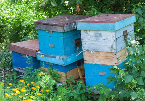 Three bee hives in the summer garden