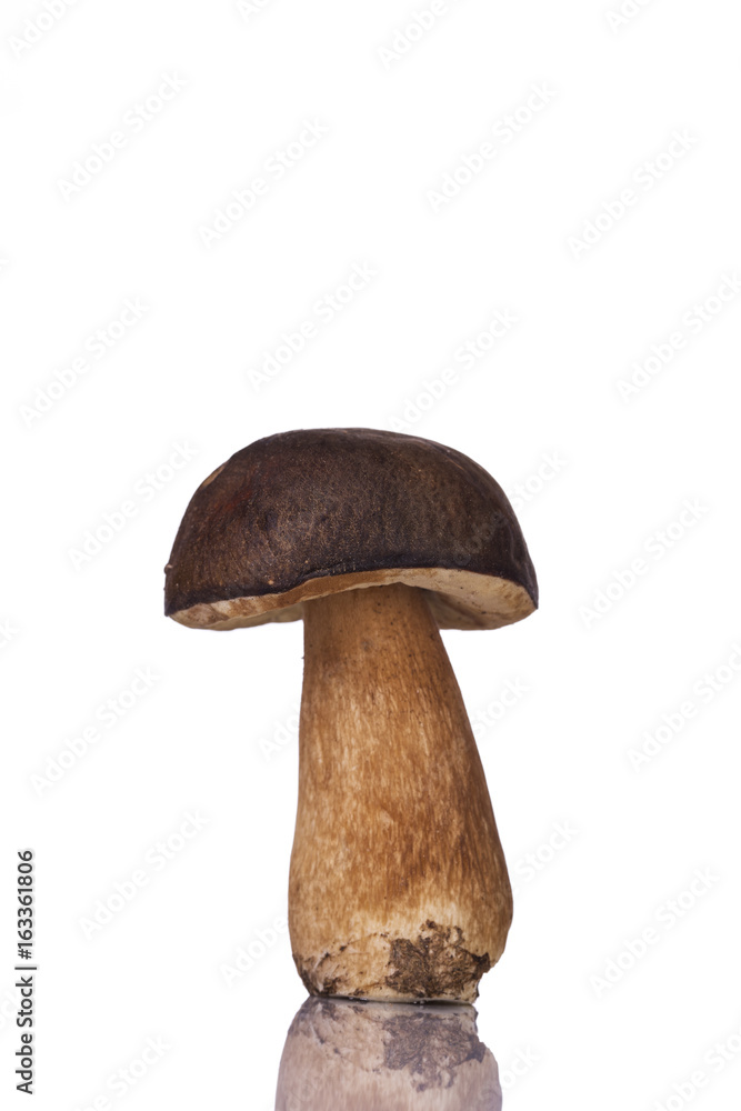 Boletus edulis Boletus edulis