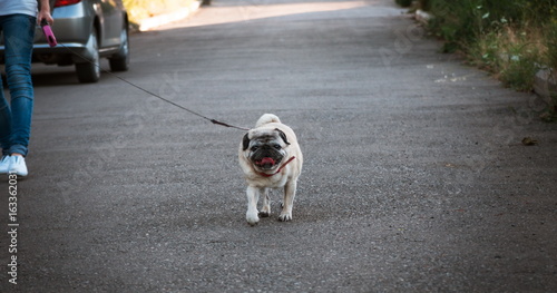 Funny pug dog on the walk © gmstockstudio