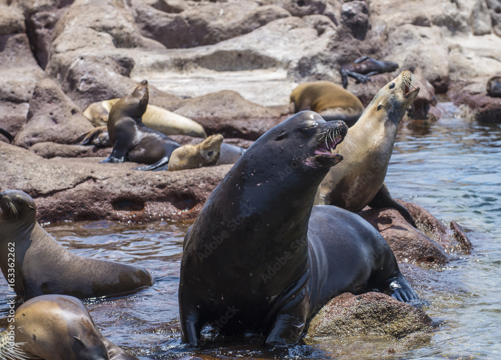Fototapeta premium Sea Lions Isla Espiritu Santo, Sea Of Cortes, La Paz Baja California Sur. Mexico