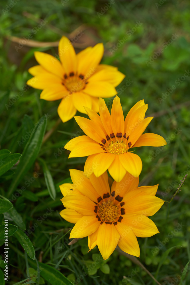 Yellow daisy flower plant with three blossoms against grass background Yellow daisy flower plant with three blossoms against grass background