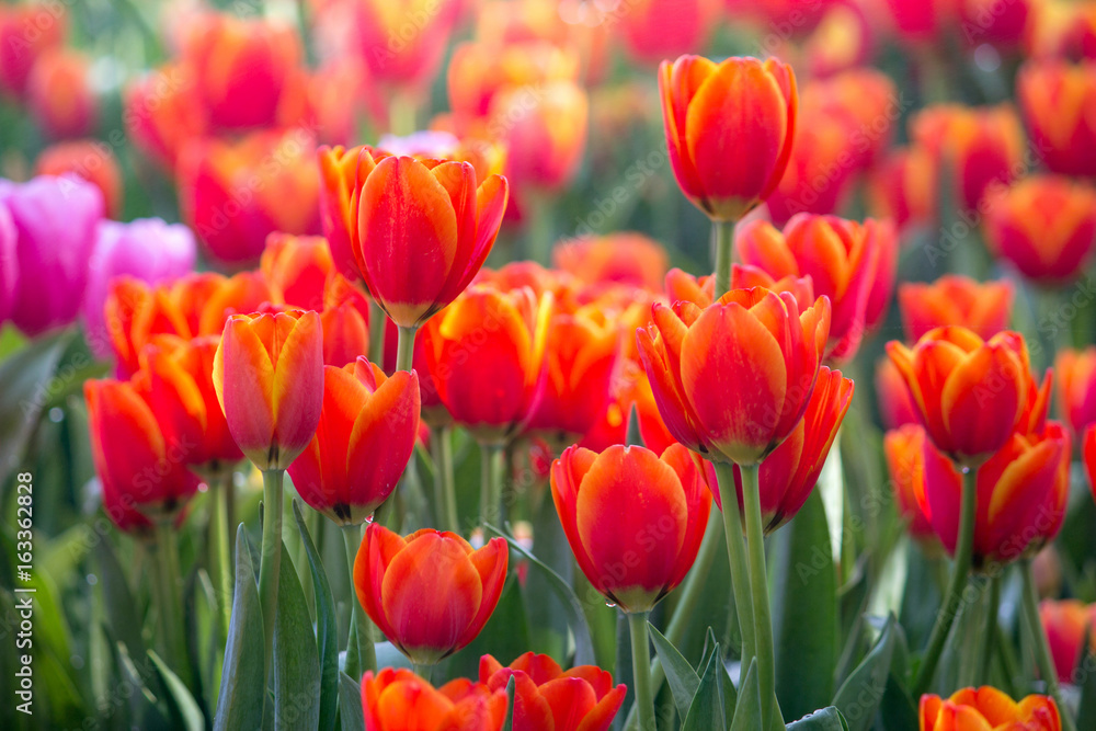 Red tulip flower fields blooming in the garden Red tulip flower fields blooming in the garden