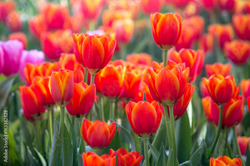 Red tulip flower fields blooming in the garden