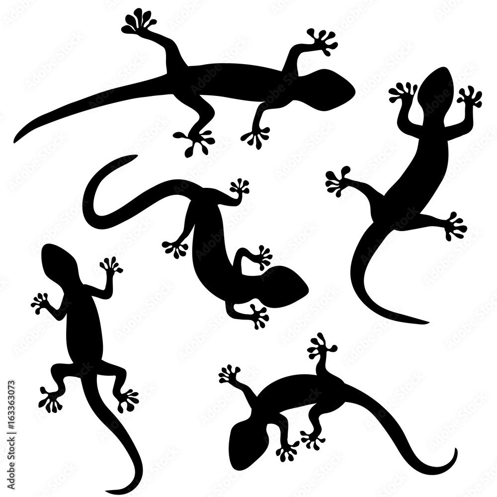 Set of lizard, salamader, gecko sillhouettes on white background. Top wiev. Vector illustration Set of lizard, salamader, gecko sillhouettes on white background. Top wiev. Vector illustration