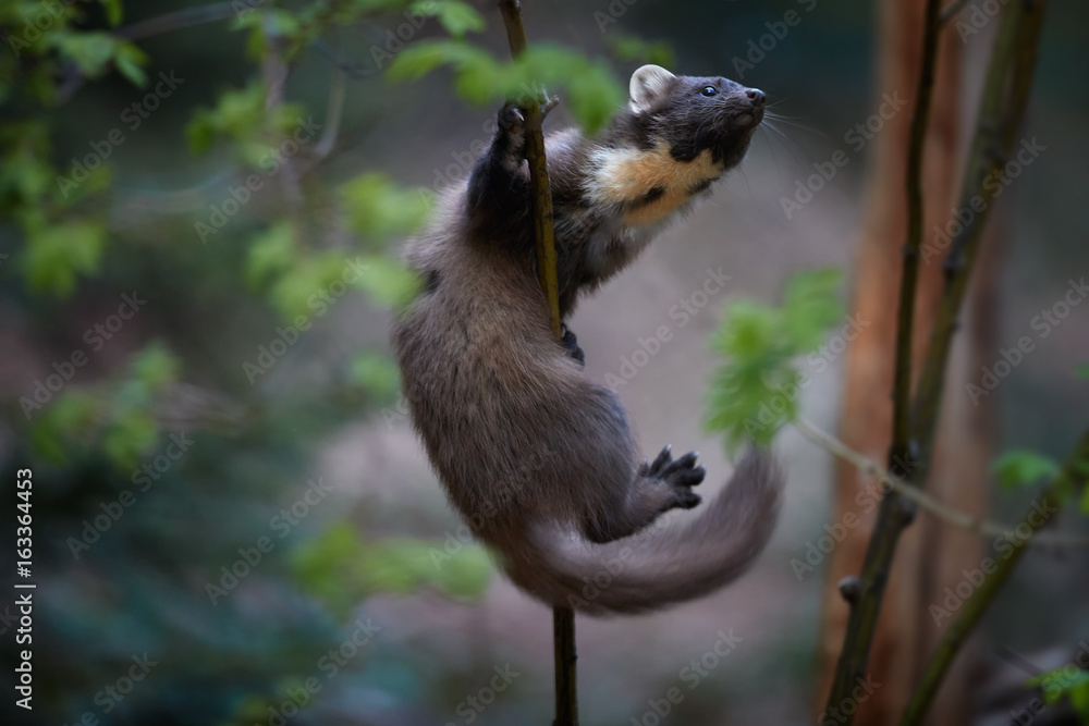 Obraz premium Close Up, European pine marten, Martes martes, against blurred background. European slender, forest carnivoran in typical spruce environment. demonstrates climbing skills. Europe.
