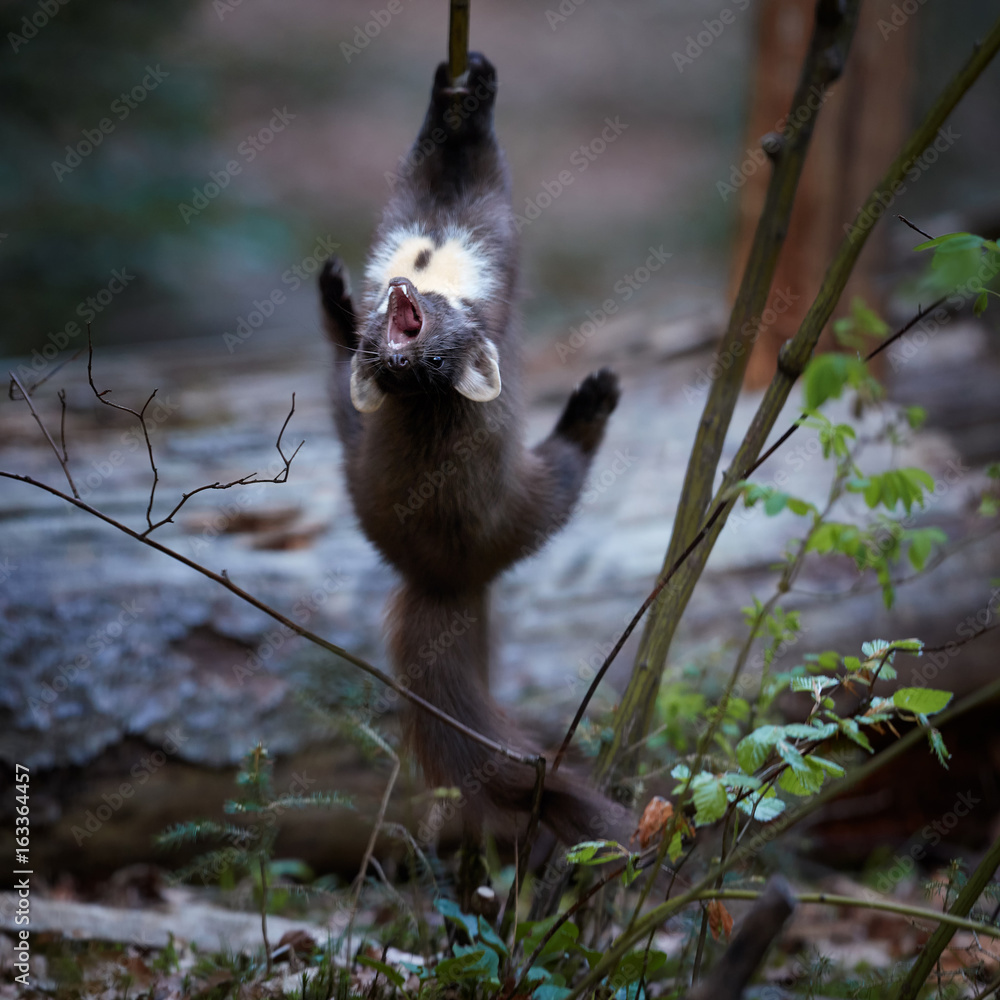 Close Up, European pine marten, Martes martes, slender forest beast,hanging from branch upside down with open mouth against blurred background. Marten showing its climbing skills.
