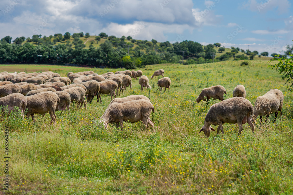 Sheeps graze on a meadow of mountain at sunset of Greece. Sheeps graze on a meadow of mountain at sunset of Greece.