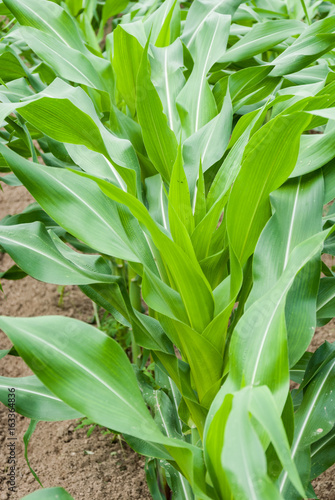 Corn growing on the field