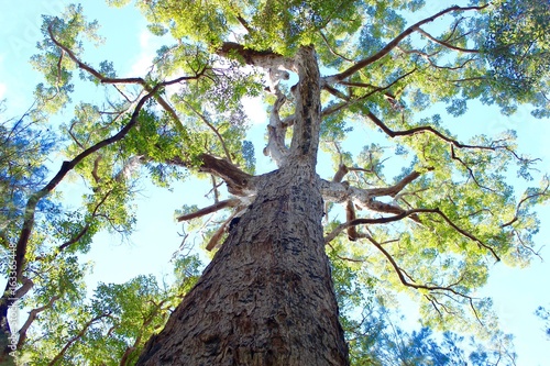 Tree, gumtree in Australia's outbacks  photo