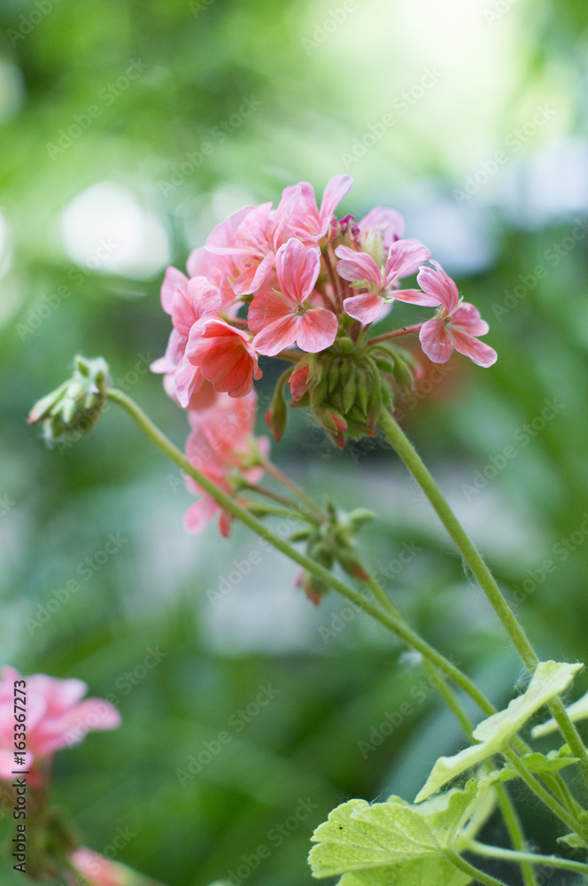A photo of pink geranium flowers in a garden. Selective focus. A photo of pink geranium flowers in a garden. Selective focus.